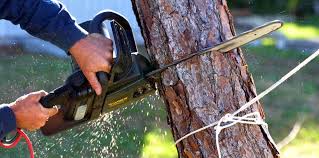 Best Tree Preservation Services  in Sutter Creek, CA